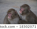 A monkey 18302071