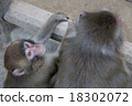 A monkey 18302072