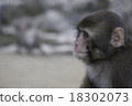 A monkey 18302073