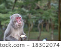 A monkey 18302074