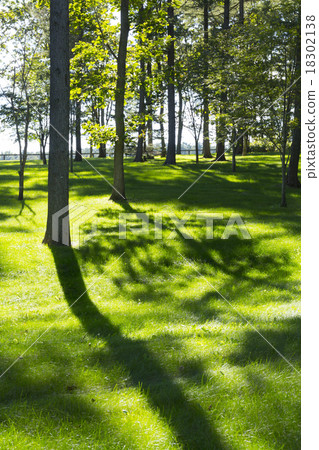 Fresh green and sunbeams 18302138