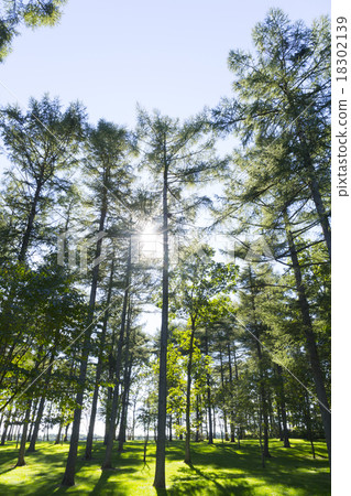 Fresh green and sunbeams 18302139