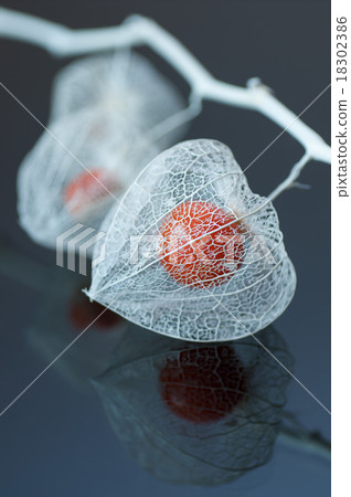 Watermark Honokuki Watermark Honokuki 18302386