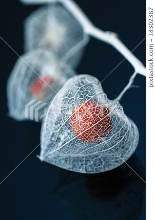 Watermark Honokuki Watermark Honokuki 18302387
