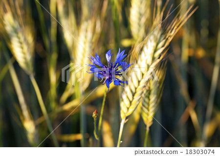 old cornflower   18303074