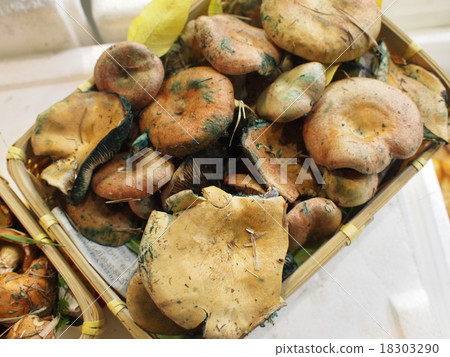 Hatsutake蘑菇市場 18303290