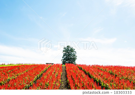 Sky and red hills and a tree 18303333