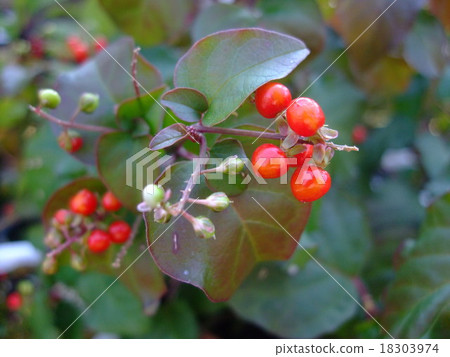 Umedoku Fruit Umedoku Fruit 18303974