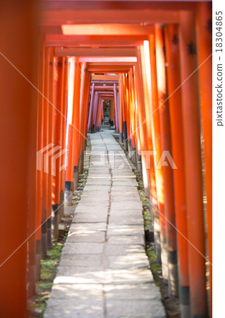 Torii Torii 18304865