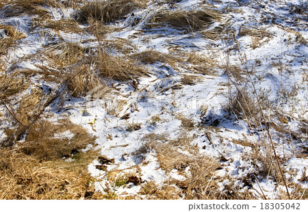 grass under snow grass under snow 18305042