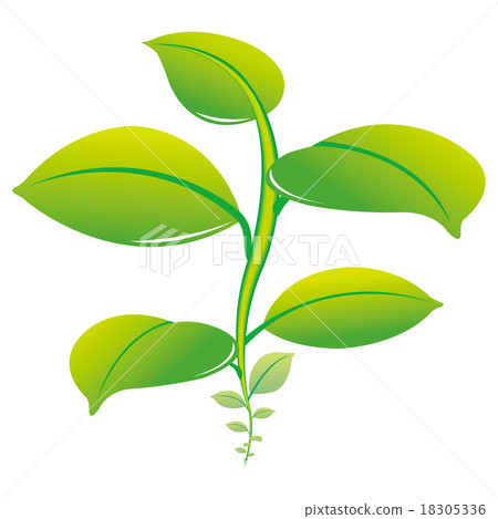 伸展植物 18305336