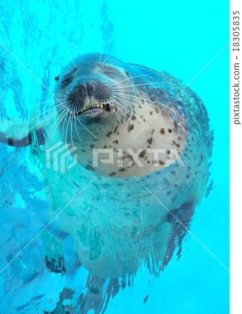 seal  18305835