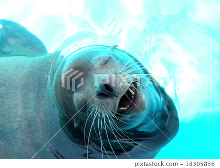 seal seal 18305836