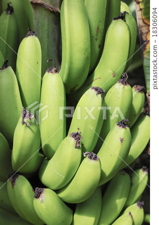 A living blue banana 18306094