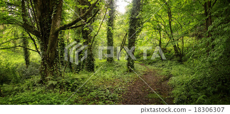 Forest in Spring Forest in Spring 18306307