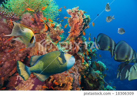 Colorful underwater reef with coral and sponges Colorful underwater reef with coral and sponges 18306309