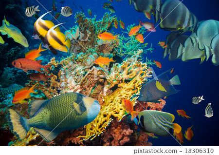 Tropical Fish and Coral Reef 18306310