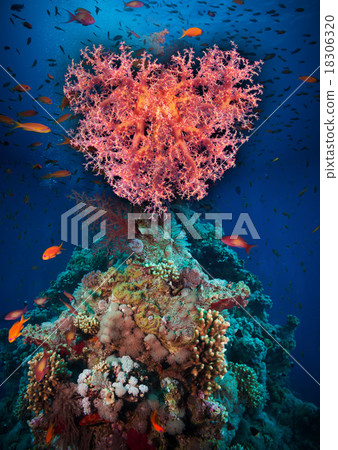 Valentine heart made of corals Valentine heart made of corals 18306320