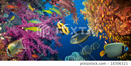 Coral and fish 18306321