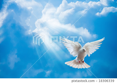 Dove in the air with wings wide open 18306339