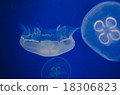 Jellyfish 18306823