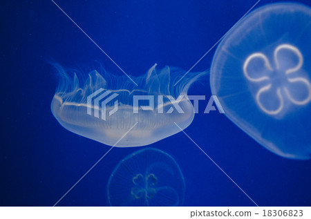 Jellyfish Jellyfish 18306823