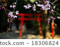神社で春 / Spring in Shrine 18306824