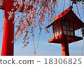 神社で春 / Spring in Shrine 18306825