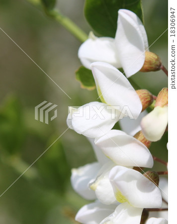 Flower of falseacacia Flower of falseacacia 18306947
