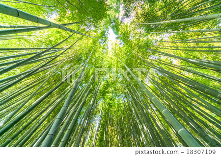 Bamboo grove of silence Bamboo grove of silence 18307109