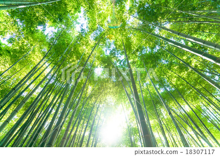 Bamboo grove of silence Bamboo grove of silence 18307117