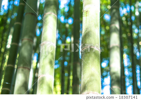 Bamboo grove of silence 18307141