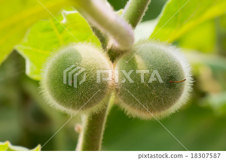 Green Solanum Torvum Sw 18307587