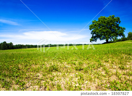 tree in summer tree in summer 18307827