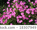 Oxalis Great Bowie 18307949