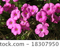 Oxalis Great Bowie 18307950