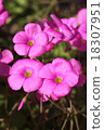 Oxalis Great Bowie 18307951
