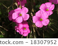 Oxalis Great Bowie 18307952