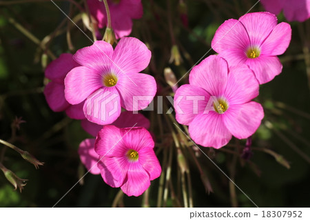 Oxalis Great Bowie 18307952