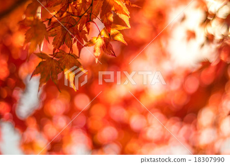 autumn leaves, very shallow focus 18307990