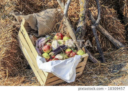Vegetables and fruits in a basket Vegetables and fruits in a basket 18309457