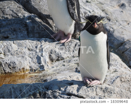 Leisurely relaxing Iwatobi penguin at the Kasai Waterfront Garden 18309648