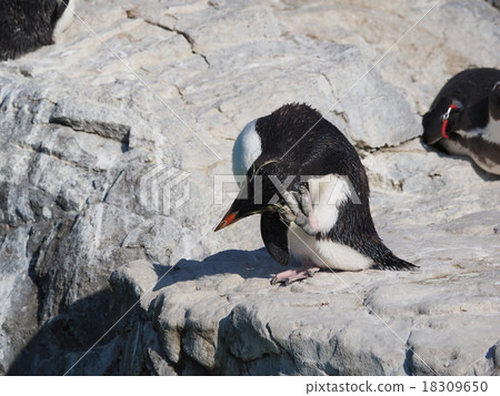 Leisurely relaxing Iwatobi penguin at the Kasai Waterfront Garden 18309650