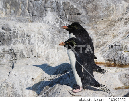 Leisurely relaxing Iwatobi penguin at the Kasai Waterfront Garden 18309652