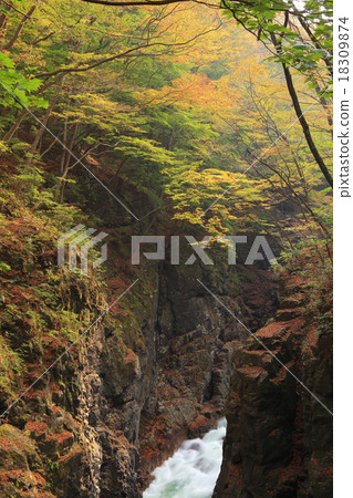 Azuma谷秋葉 Azuma谷秋葉 18309874