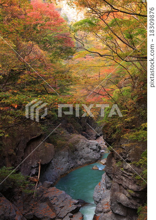 Azuma谷秋葉 18309876