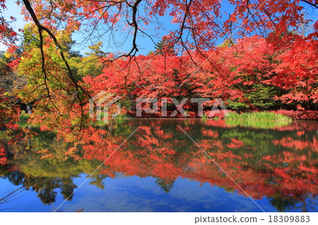 Kunishibai autumn leaves 18309883