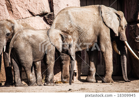 African Elephants with their trunks 18309945