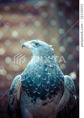 Eagle close up 18310052