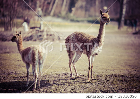 Vicunas in the peruvian Andes at Arequipa Peru 18310056